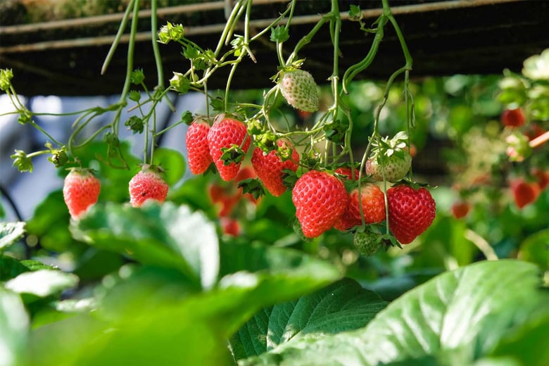 Hospitality_Insights_EHL_Fraises_001