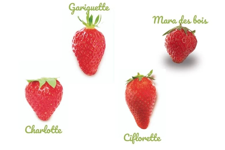 Fraises Ciflorette Guariguette Charlotte Mara des Bois