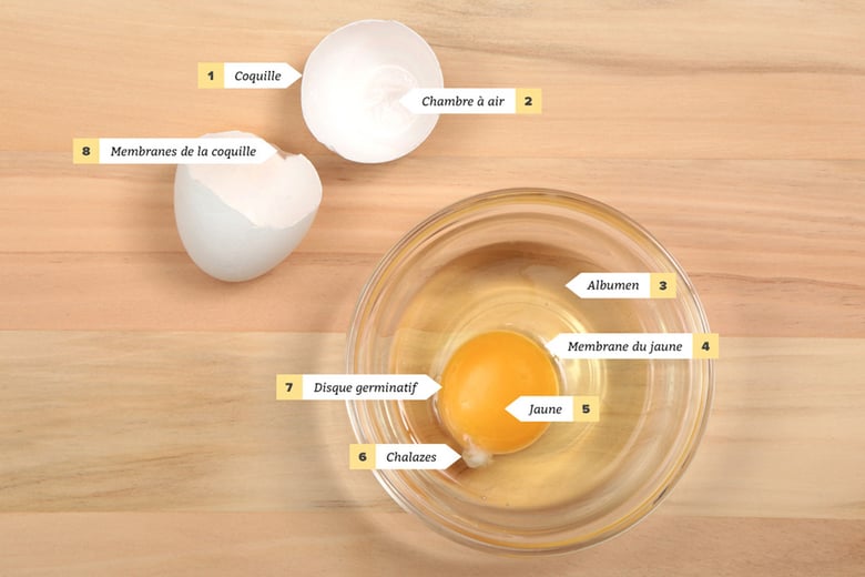 Oeuf - chalaze - albumen - vitellus