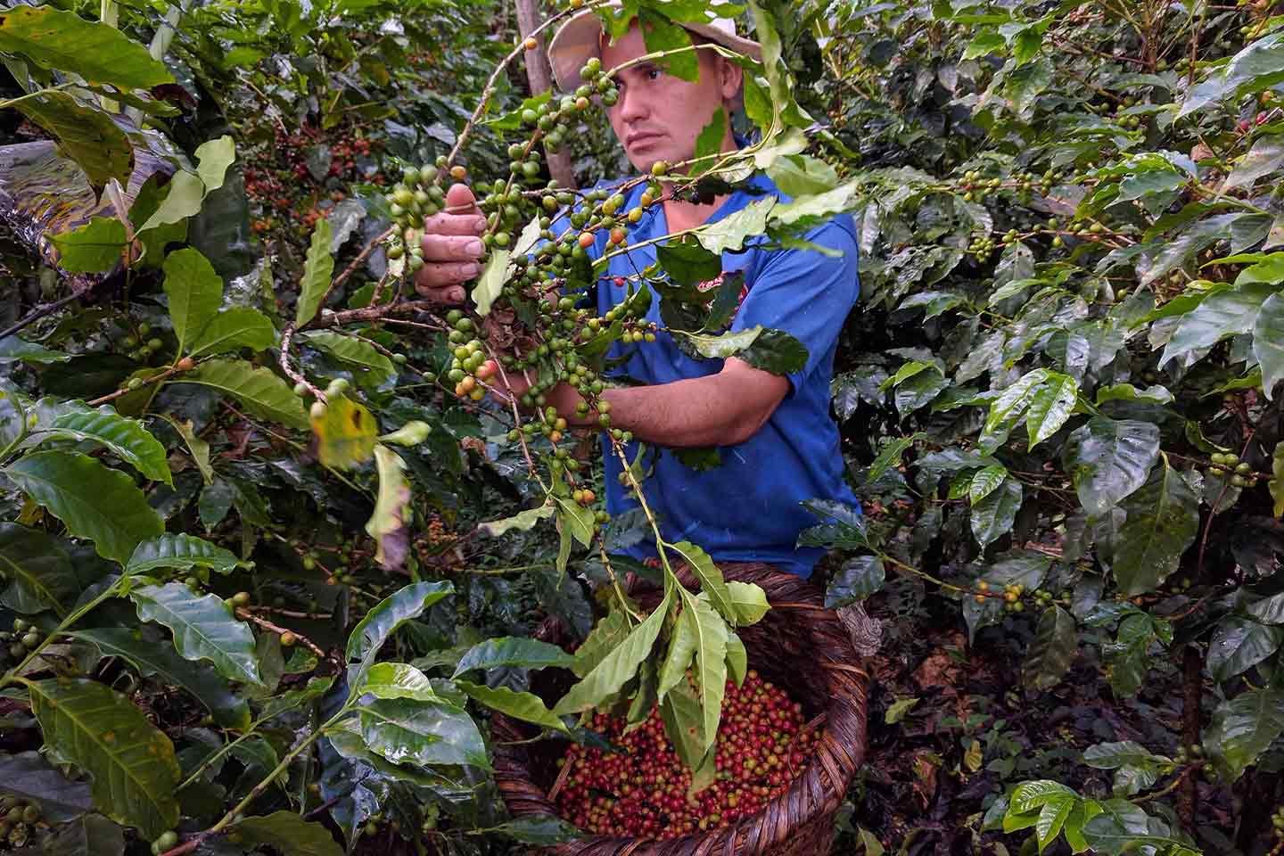 sustainable-coffee-farming-in-costa-rica
